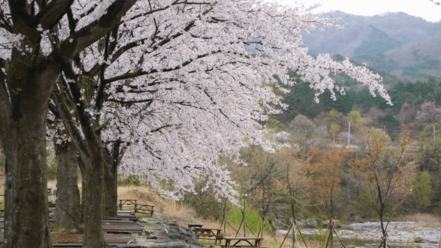 강가에 만개한 벚꽃