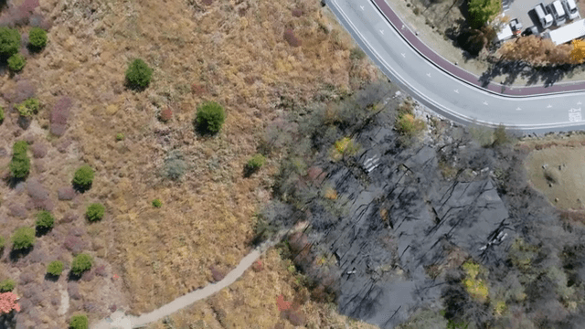 구불구불한 길이 있는 숲의 항공 뷰