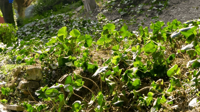 햇빛이 비치는 정원의 푸른 식물