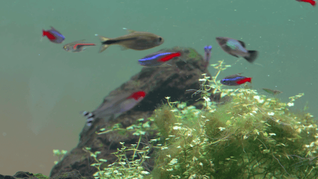Small tropical fish swimming between water plants and rocks