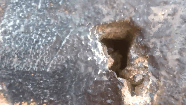Frog hiding between rocks