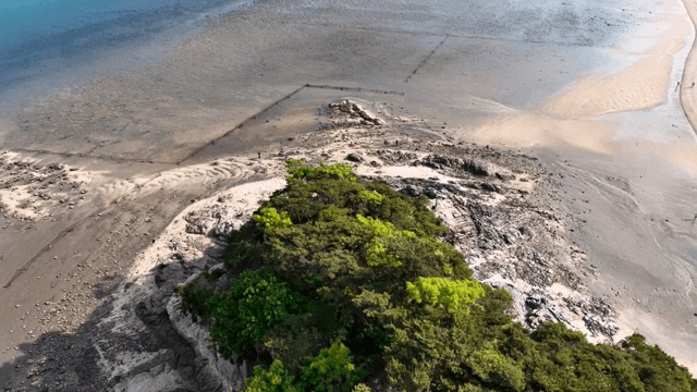 푸른 나무가 우거진 모래사장