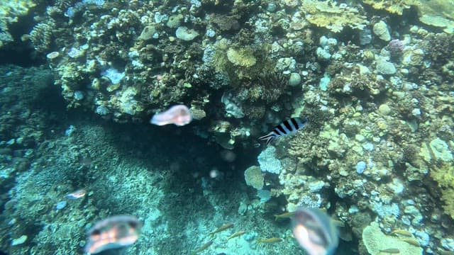 Striped fish swimming near a coral reef