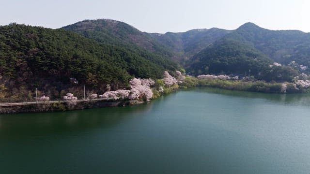 Cherry blossoms by a serene lake