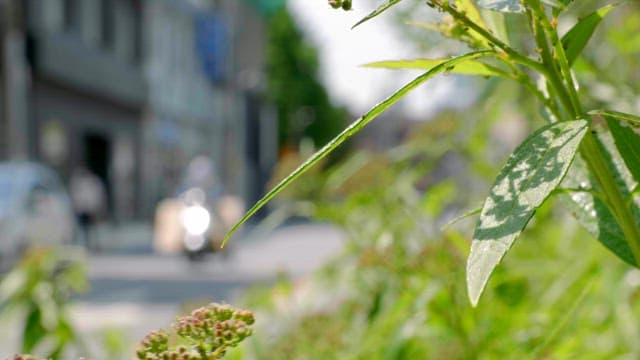 Green plants with people passing by on the road