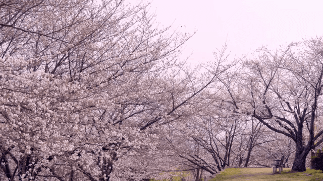 Cherry blossoms in a serene park