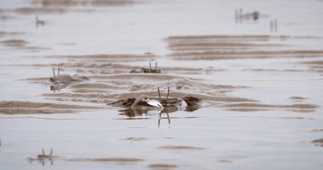 진흙 해안에서 움직이는 게들