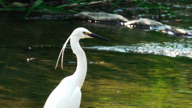 White egret standing in a flowing stream surrounded by lush greenery