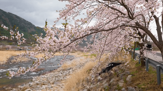 Cherry blossoms by a flowing river