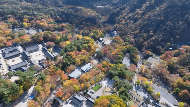 울창한 숲과 한옥 마을의 항공뷰
