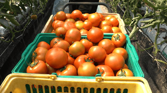 Freshly harvested tomatoes in baskets