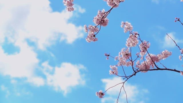 Blossoming Cherry Branches Against Blue Sky