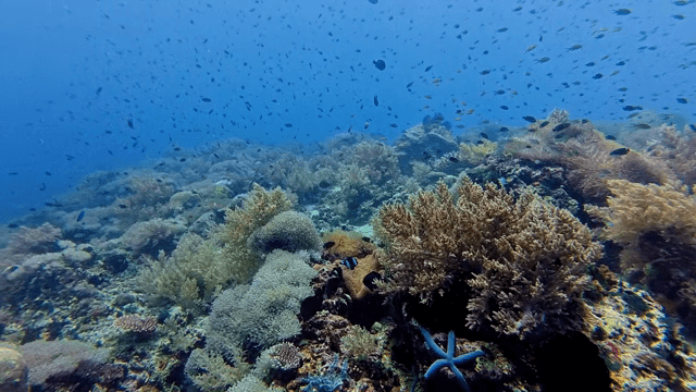 산호와 물고기가 있는 수중 장면