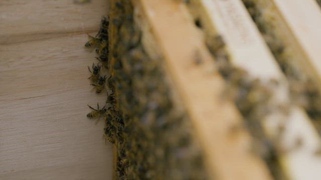 Close-up of bees working on honeycomb frames