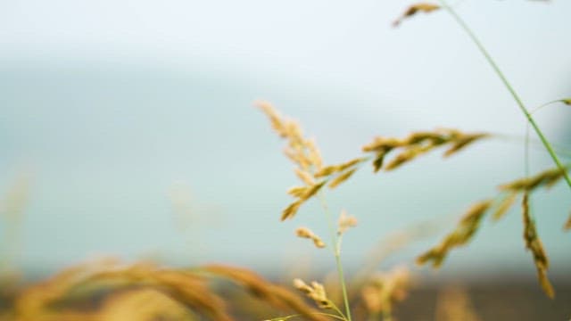 Gentle Grass Blades