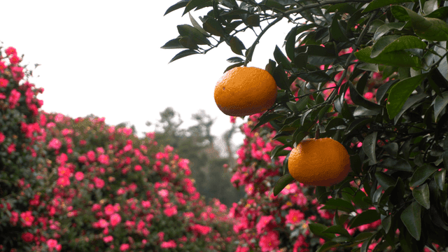 Tangerines hanging on tree along with pink flowers