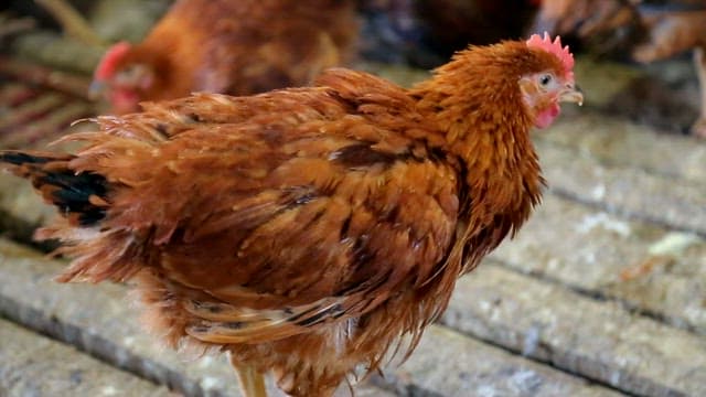 헛간에서 돌아다니는 닭들