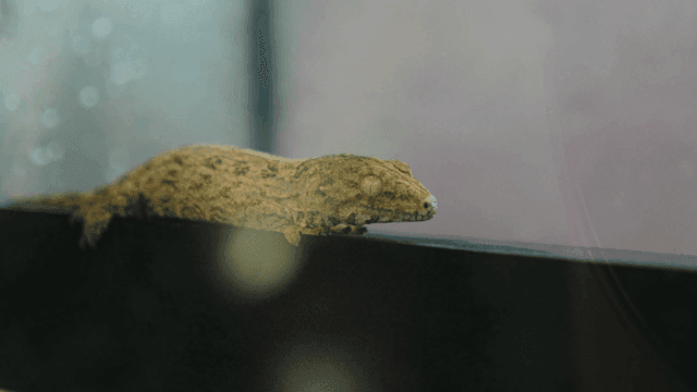 Lizard resting in terrarium