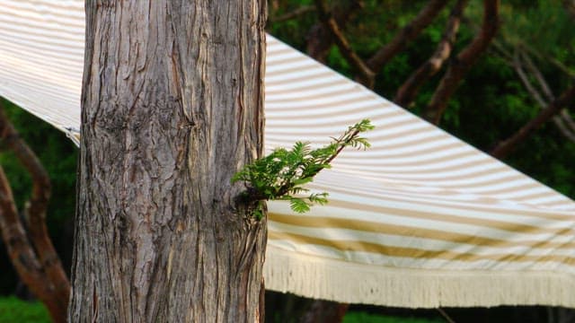 오래된 나무에서 새로 자라난 초록 잎