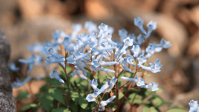 Delicate blue flowers in a garden