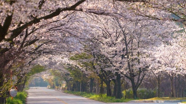 Cherry blossom trees lining a quiet road