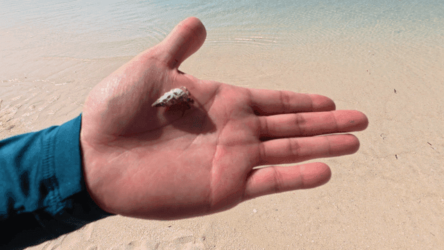 Hand holding small hermit crab on sandy beach