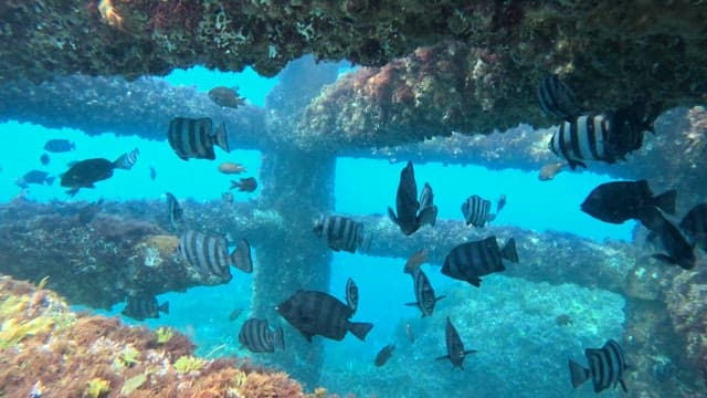 Fish swimming around underwater structures