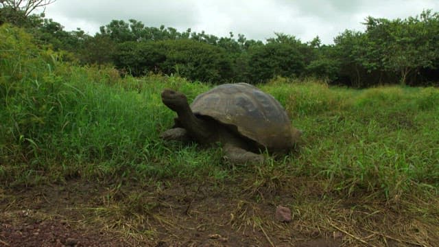 Giant Tortoise in a Lush Green Field