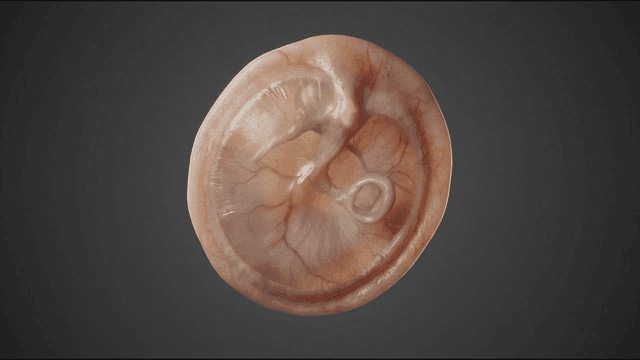 Detailed view of structure of human eardrum