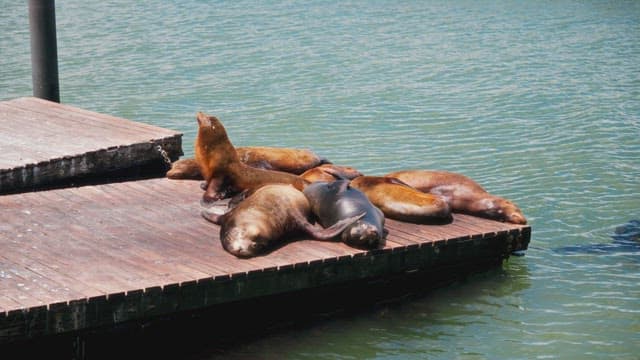 Sea Lions Resting on a Dock by Water