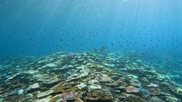 Vibrant coral reef with swimming fish