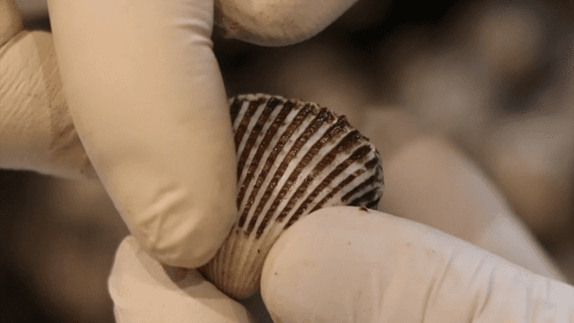 Sorting out the bearded cockle shells