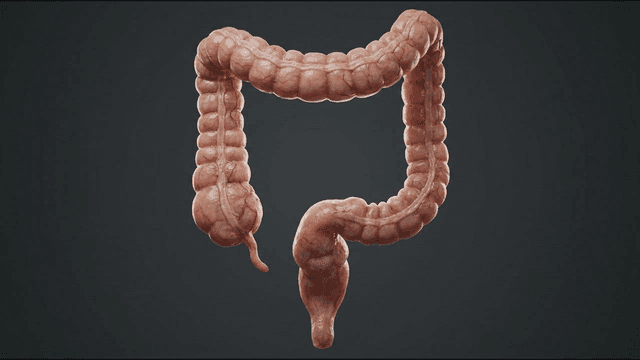 Detailed view of the human large intestine