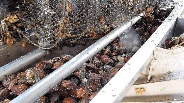 Red scallops separated from net
