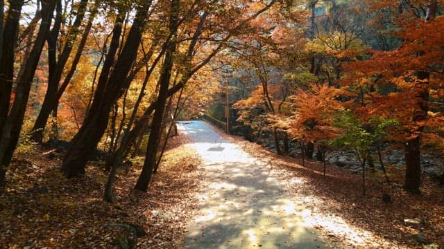 Serene autumn forest path with sunlit trees.