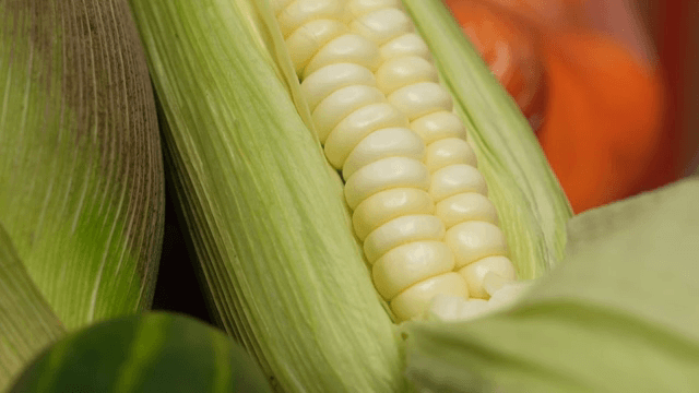 껍질이 있는 신선한 옥수수