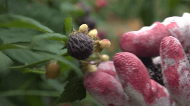 손으로 수확하는 복분자