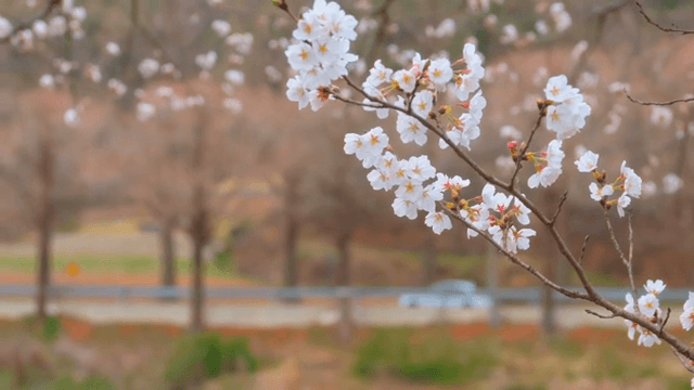 나뭇가지에 핀 벚꽃
