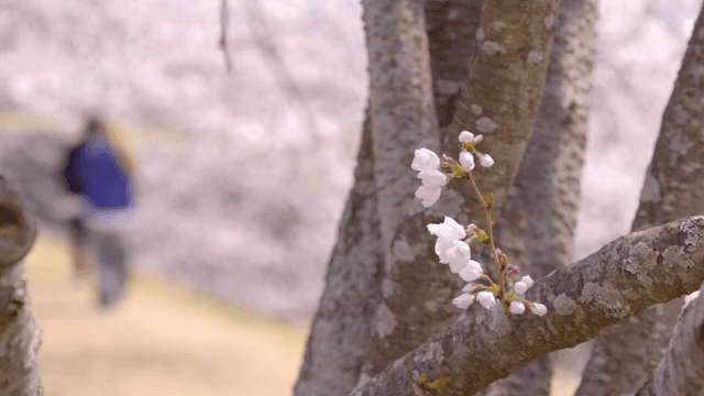 Cherry blossoms blooming in a park