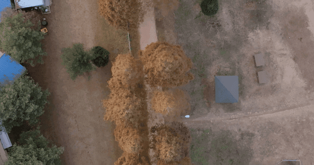 Aerial view of a tree-lined path