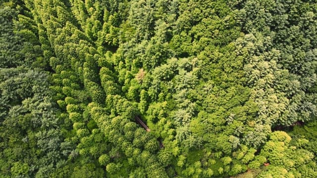 푸른 나무가 우거진 숲