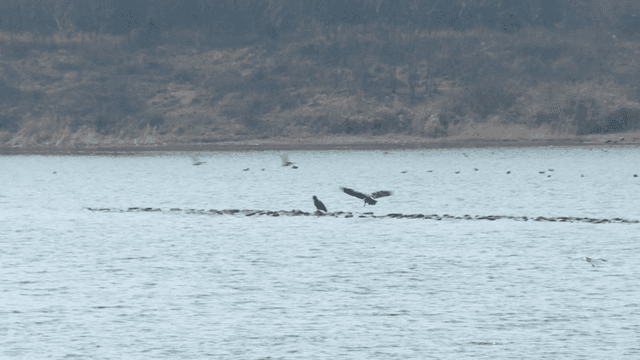 Birds resting on a rocky riverbank
