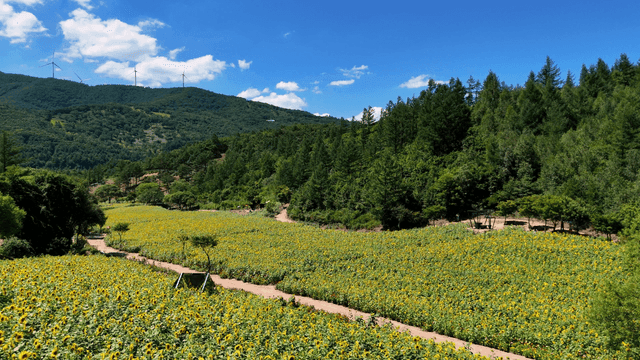 Field of sunflowers spread out under clear sky.