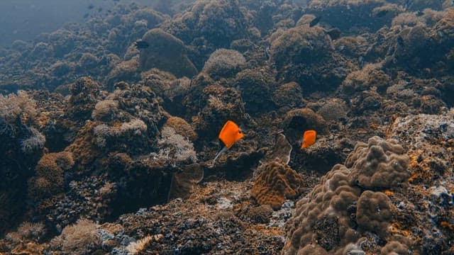 Orange Fish Swimming Amongst Coral Reefs