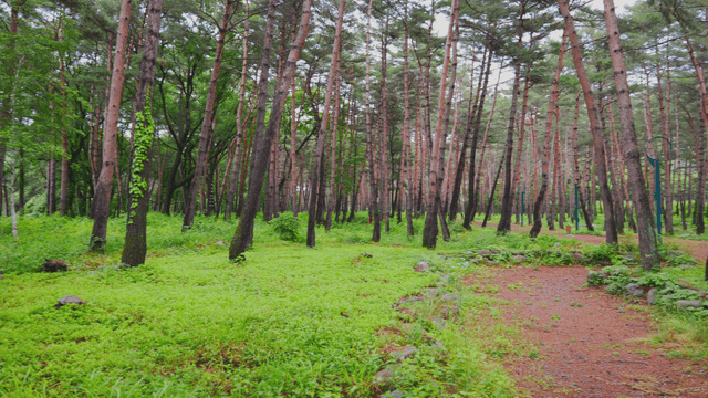 키 큰 나무가 있는 푸른 숲