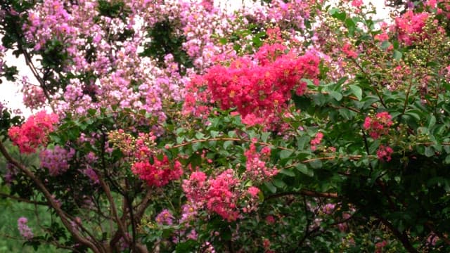 Vibrant pink flowers in bloom