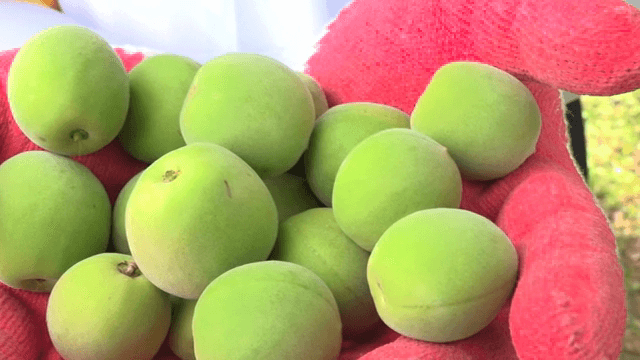 장갑 낀 손에 들린 신선한 청매실