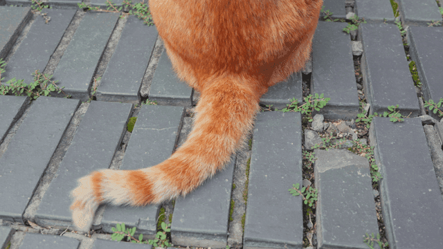 Gently swaying tail of orange tabby cat on stone floor