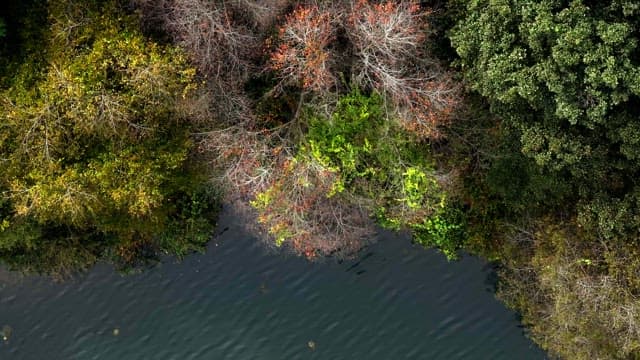 Colorful trees by a calm river