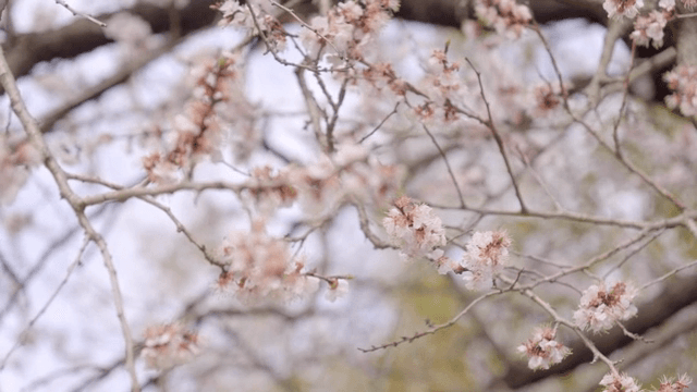 Cherry blossoms blooming on tree branches